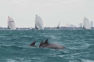 MIAMI, USA - MARCH 6:   Day two of the Gaastra World Championship of 52 Super Series on March 6th, 2013 in Miami, USA. Photo by Xaume Olleros / 52 Super Series photo copyright Xaume Olleros / 52 Super Series taken at  and featuring the  class