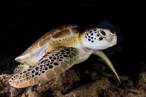 Sea turtle 2 by John Abernethy photo copyright  SW taken at  and featuring the  class