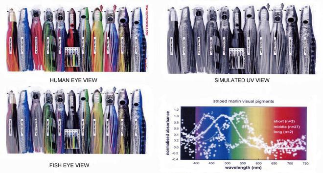 Lures and the UV colour spectrum. © Jarrod Day