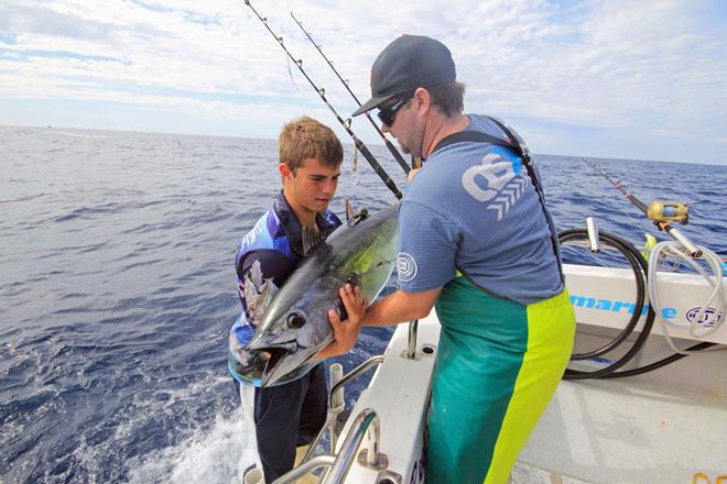 Gently releasing the fish after the tagging process. © Jarrod Day
