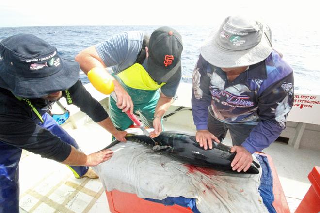 The P Sat Tag was then inserted into the back of the fish. © Jarrod Day