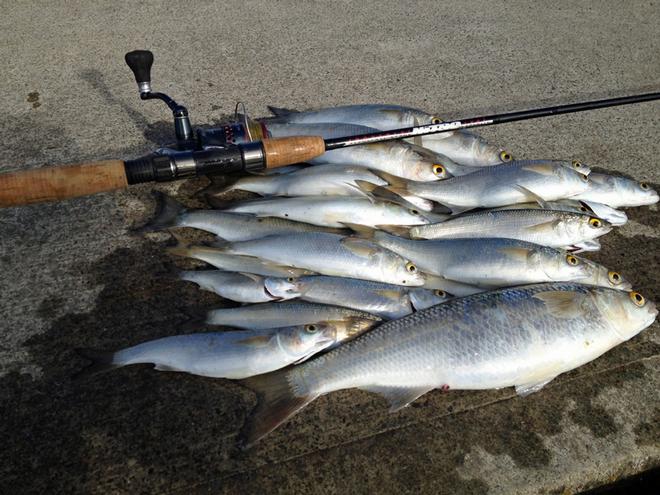 Mullet are a schooling fish, when you find them, you can expect to catch quite a few. © Jarrod Day