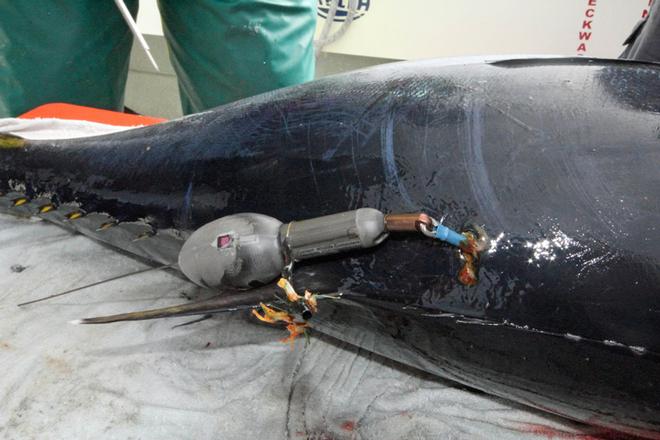 Tag in place and fish ready for release. © Jarrod Day