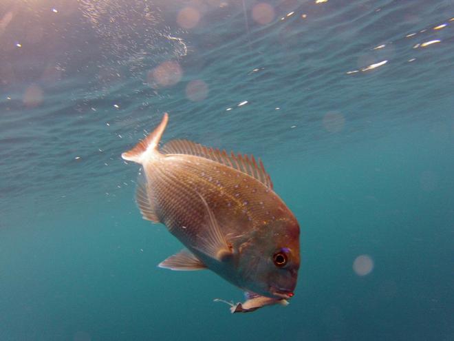 Paternoster rigs work a treat for offshore fishing. © Jarrod Day