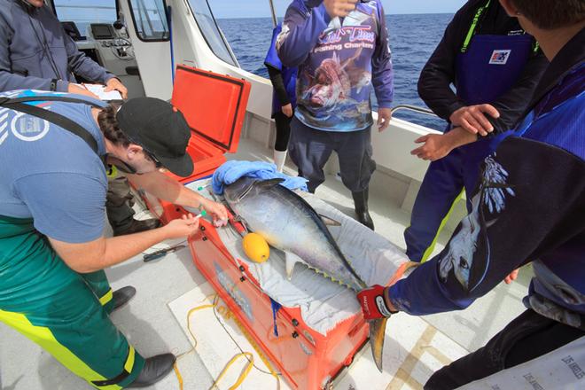 Once on the boat, a blood sample was taken immediately.  © Jarrod Day
