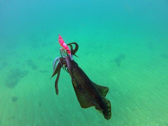 This calamari couldnt resist the UV Cloth coated jig. © Jarrod Day