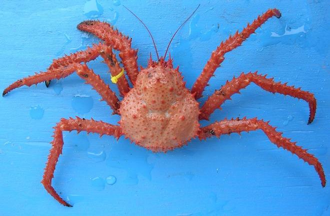 King Crab from South Georgia in the BAS aquarium © British Antarctic Survey http://www.antarctica.ac.uk