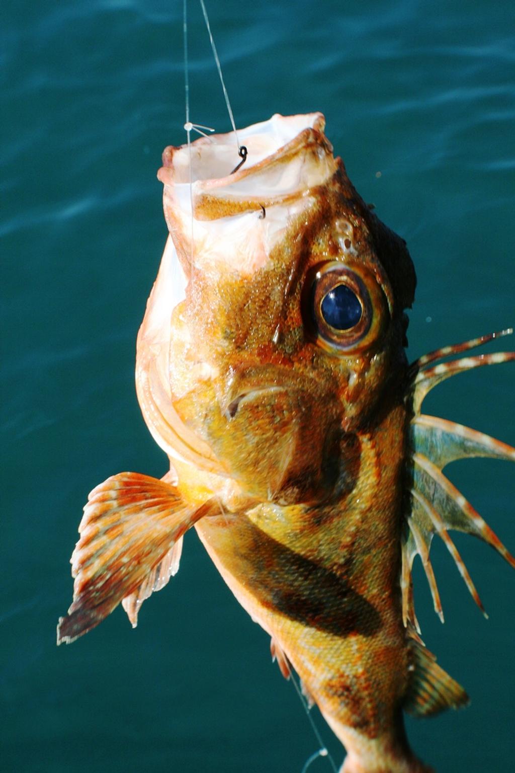 Guernard perch have a protein venom which can be injected. © Carl Hyland