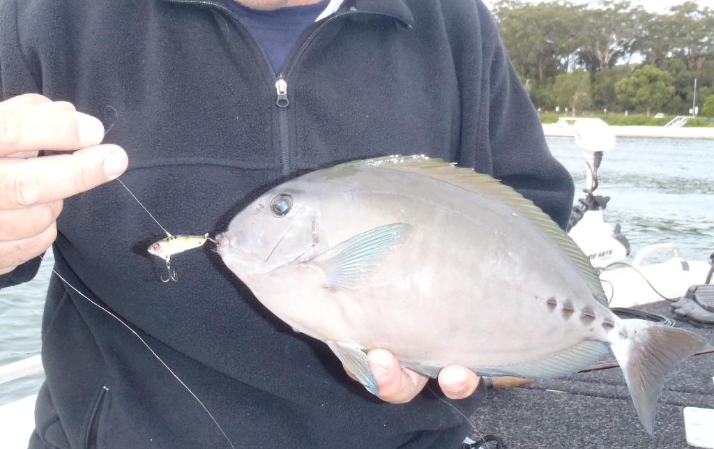 Dave caught this surgeon fish while working the breakwall at Port Stephens for bream photo copyright Gary Brown taken at  and featuring the  class