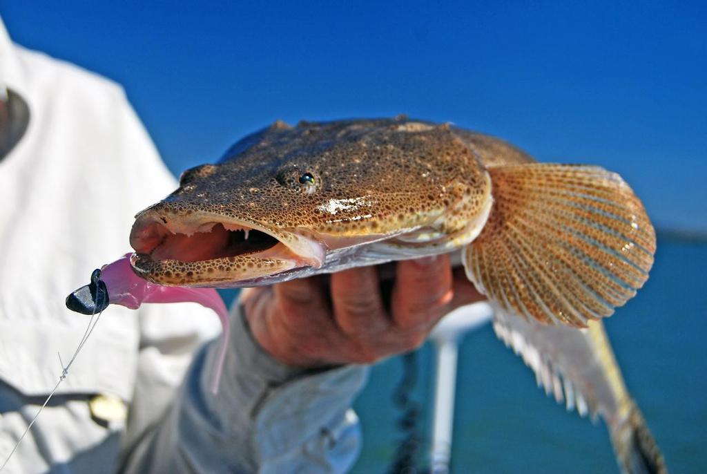 The ultimate ambush predator – the flathead's flat features make it ideal for hiding on the bottom. © Lee Brake