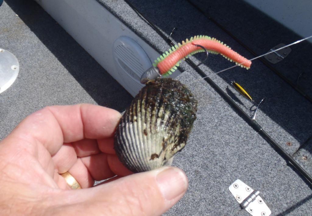 A cockle on a TT jig head and a Gulp Camo 6 inch sand worm