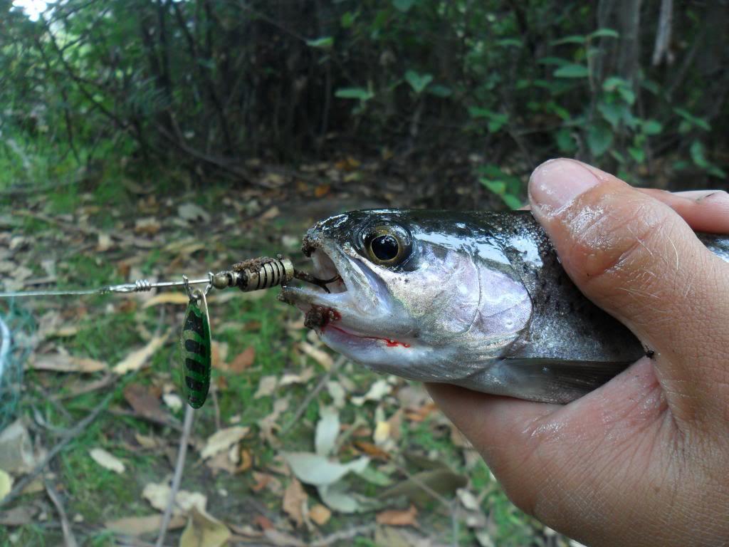 Bladed lures will bring rainbow undone. Picture by  Brenden. photo copyright Carl Hyland taken at  and featuring the  class