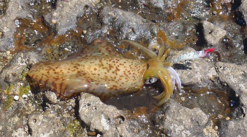 Squiding off the rock when it is calm is a great way toi get plenty of bait photo copyright Gary Brown taken at  and featuring the  class