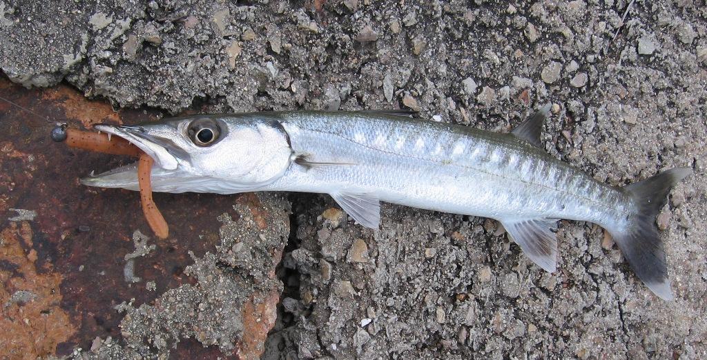 This barracuda to a liking to a soft plastic worked slowly against a breakwall in townsville. I was chasing managrove jack at the time photo copyright Gary Brown taken at  and featuring the  class