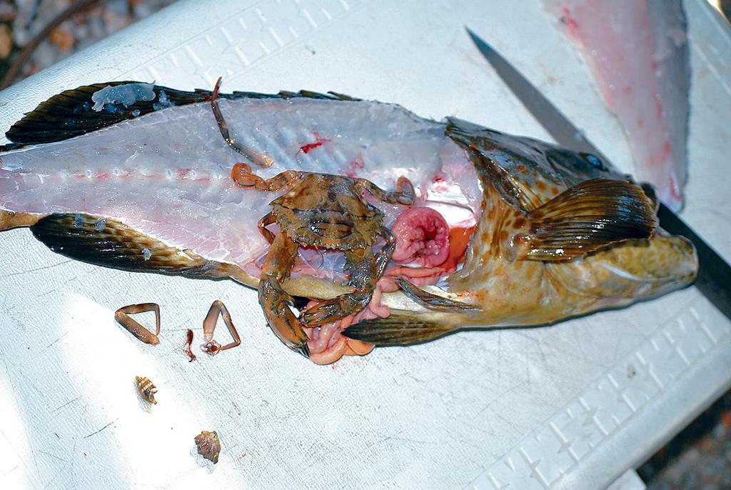 A typical cod autopsy.  Note the big crab in the stomach.  It kind of disputes the ``fish feel pain argument``, doesn't it?  Imagine eating a crab whole – I can't!!! - It's a gut feeling photo copyright Lee Brake taken at  and featuring the  class