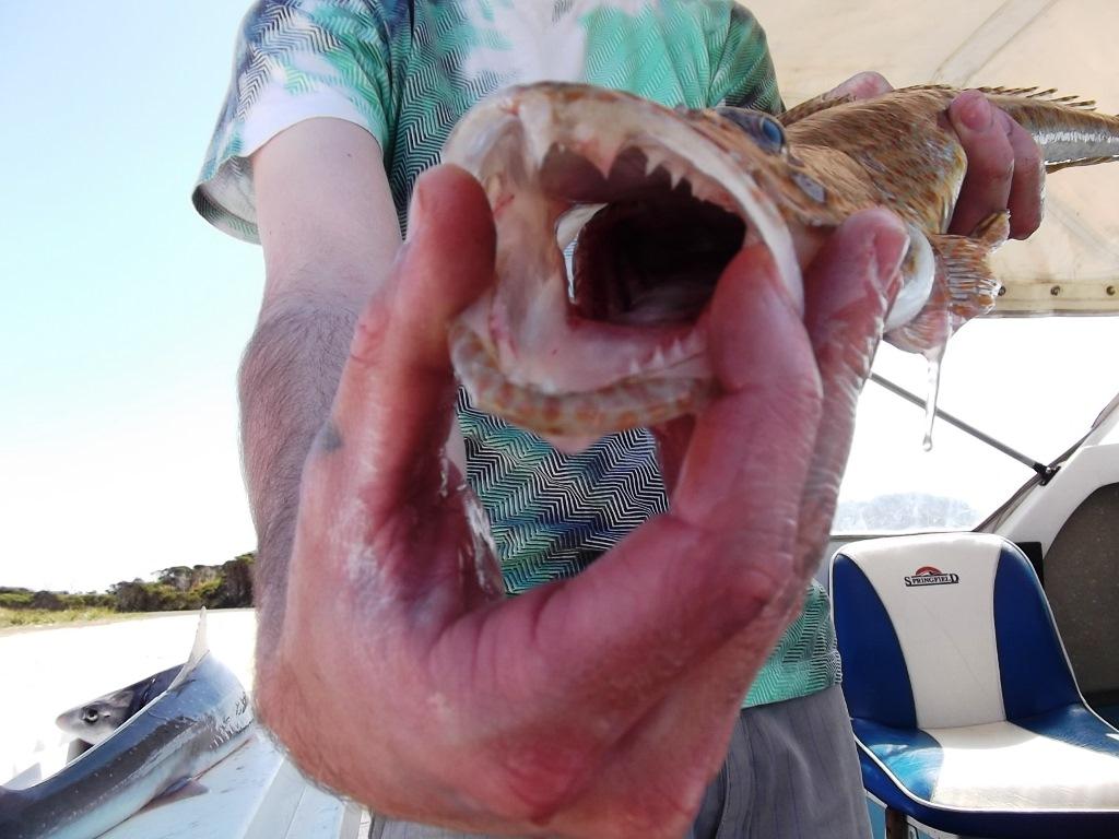 Tiger flathead not only have spikes but sharp teeth. © Carl Hyland