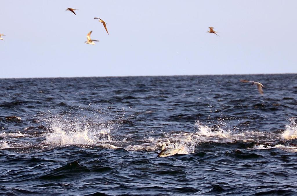 What you want to see!  The bird is the word, especially when there’s white water beneath them!  - Winter quick tripping for tuna © Lee Brake