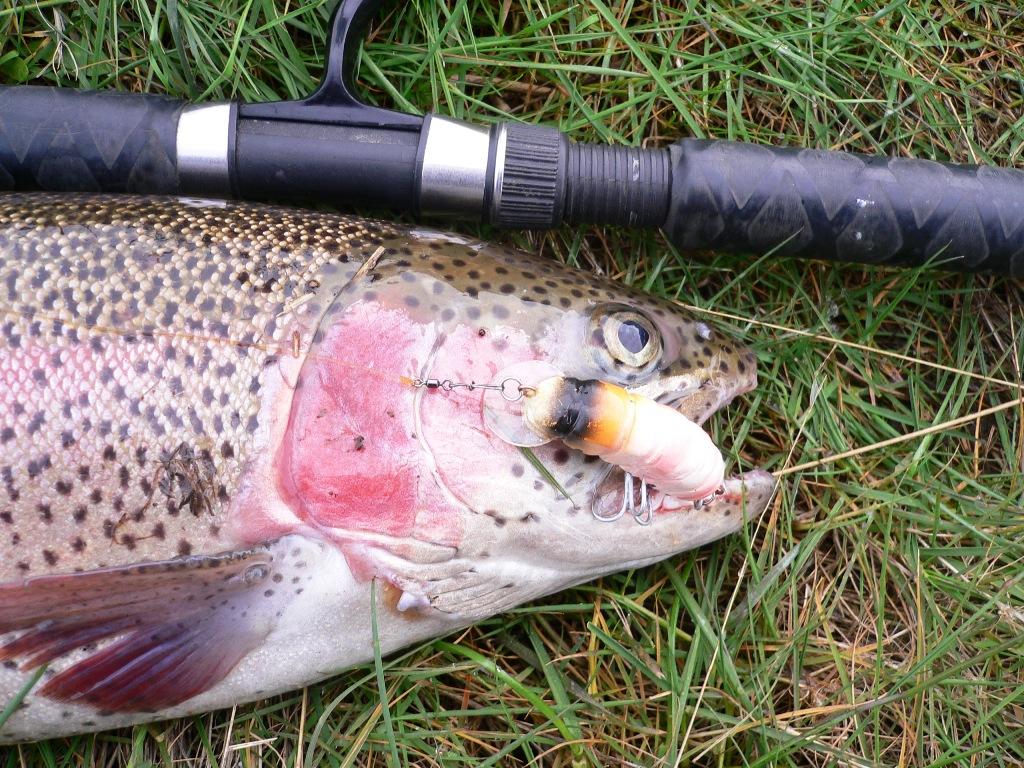 Rainbow like pink lures, this time a Hueys Bardi Grub. picture by Kerry. © Carl Hyland