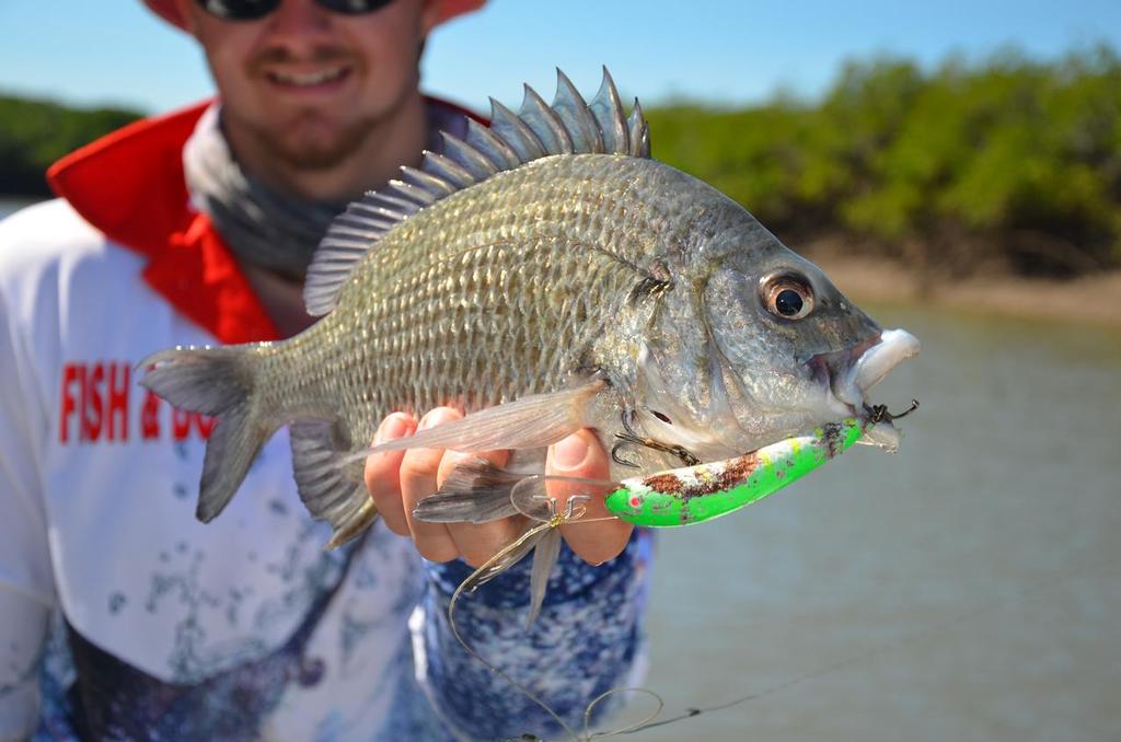 How's that for a gutsy effort?  A big Fysshe lure, hand carved for the barra of Teemburra Dam was a meal for this bream. photo copyright Lee Brake taken at  and featuring the  class