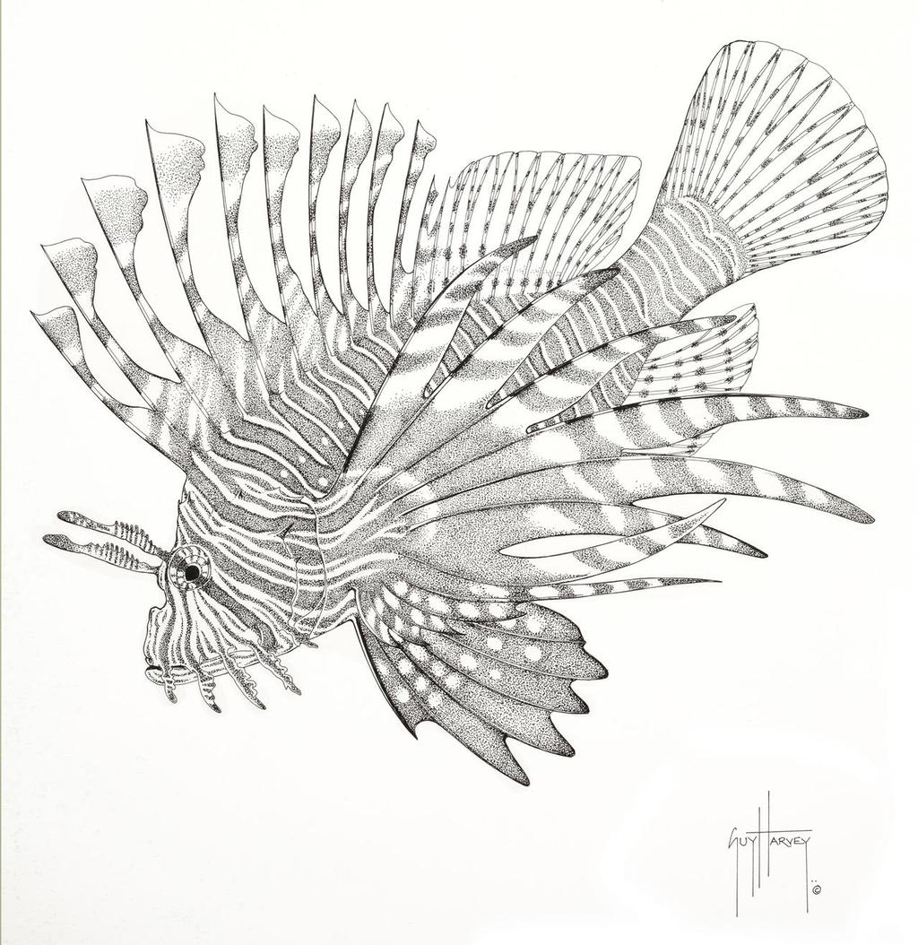 Guy Harvey Illustration photo copyright John Bell taken at  and featuring the  class