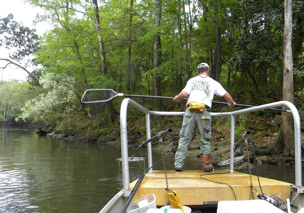 While collecting specimens from northwest Florida’s Chipola River for a black bass study, FWC researchers encountered fish with DNA profiles that did not belong to any known species. After genetically testing archived bass tissues, they determined the profiles were from a new species, which scientists have provisionally named the Choctaw bass (Micropterus haiaka). © Florida Fish and Wildlife Conservation Commission http://myfwc.com/