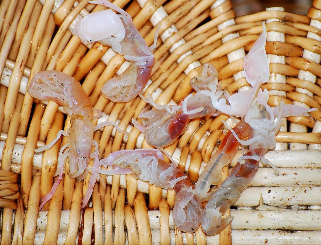 Get a cane creel if you can.  They keep yabbies fresher longer! photo copyright Lee Brake taken at  and featuring the  class