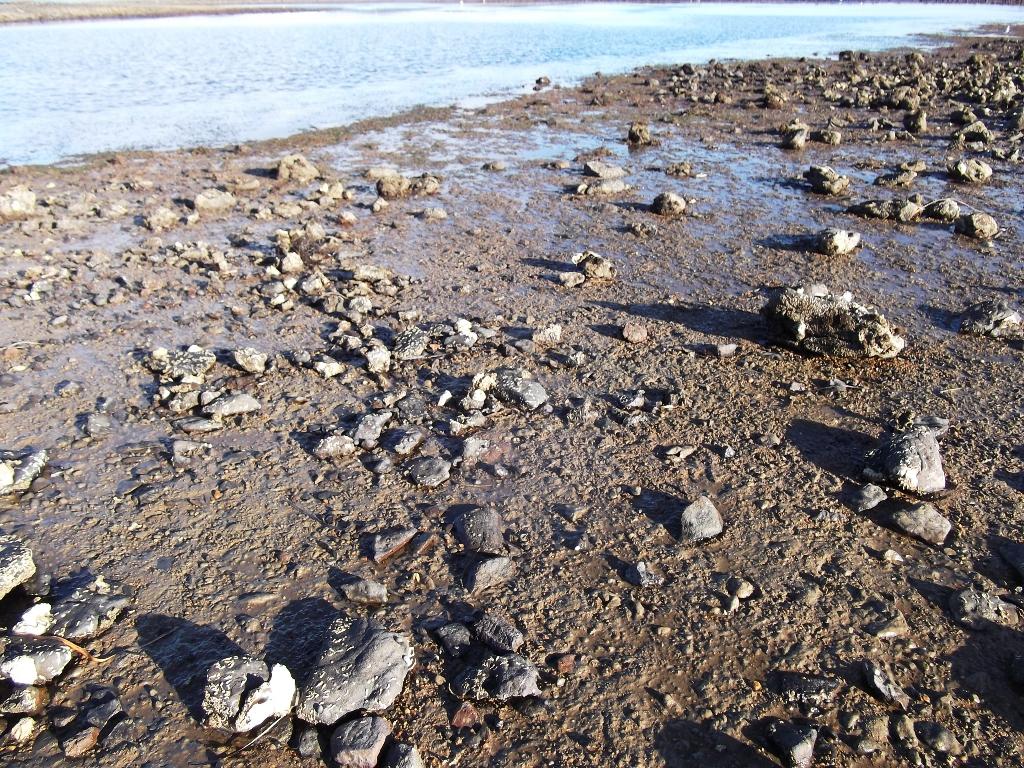 A good bottom, with sand rocks. This is a likely spot for pippis, crabs etc. © Carl Hyland
