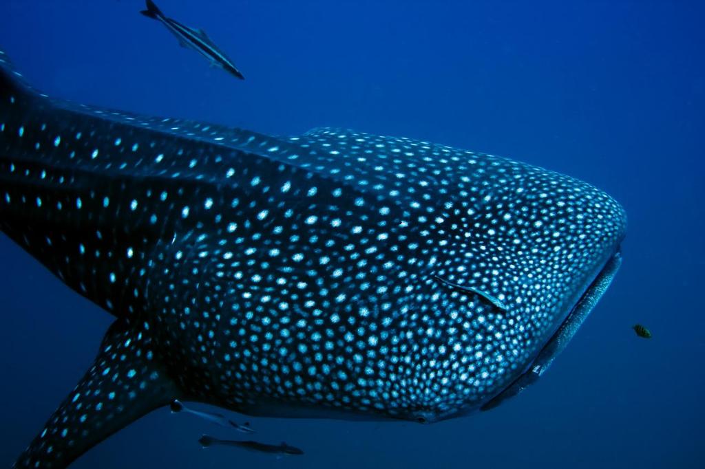 Oceans - protected, future of fishing . . .? © SW