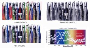 Lures and the UV colour spectrum. photo copyright Jarrod Day taken at  and featuring the  class