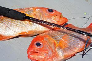No complaints here, the perfect catch for dinner. photo copyright Jarrod Day taken at  and featuring the  class