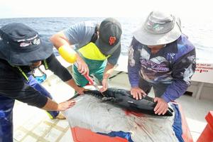The P Sat Tag was then inserted into the back of the fish. photo copyright Jarrod Day taken at  and featuring the  class