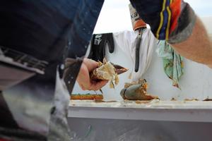 Take each leg section, wash, cook and eat. photo copyright Jarrod Day taken at  and featuring the  class