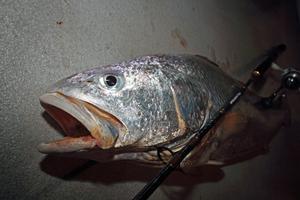 Jewfish have a big mouth but seldom take big baits, half a squid is enough. photo copyright Jarrod Day taken at  and featuring the  class