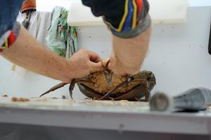 Force your thumbs into the rear of the abdomen. photo copyright Jarrod Day taken at  and featuring the  class