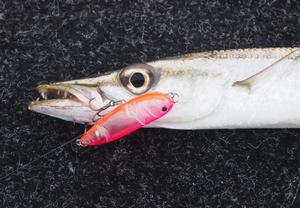 This pike took a liking to a surface lure photo copyright Gary Brown taken at  and featuring the  class