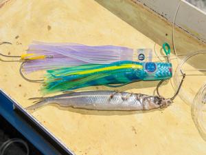 Small skirted lures will work well on baby black marlin, but always have a circle hook rigged dead or live bait ready to pitch back to a fish that that’s not quite in the mood to eat a lure photo copyright Ben Knaggs taken at  and featuring the  class
