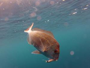 Paternoster rigs work a treat for offshore fishing. photo copyright Jarrod Day taken at  and featuring the  class