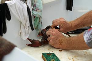 Holding the tail, push the head into a solid flat object pinning them still. photo copyright Jarrod Day taken at  and featuring the  class