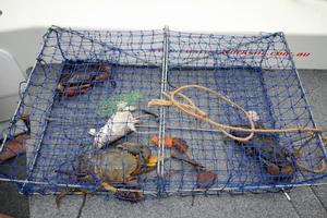 Some juicy specimines there, now to get them out. photo copyright Jarrod Day taken at  and featuring the  class