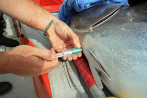 Blood being drawn from the Southern Blue Fin. photo copyright Jarrod Day taken at  and featuring the  class