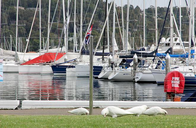 All the locals partake of the splendid surroundings that are the Royal Prince Alfred Yacht Club. ©  John Curnow