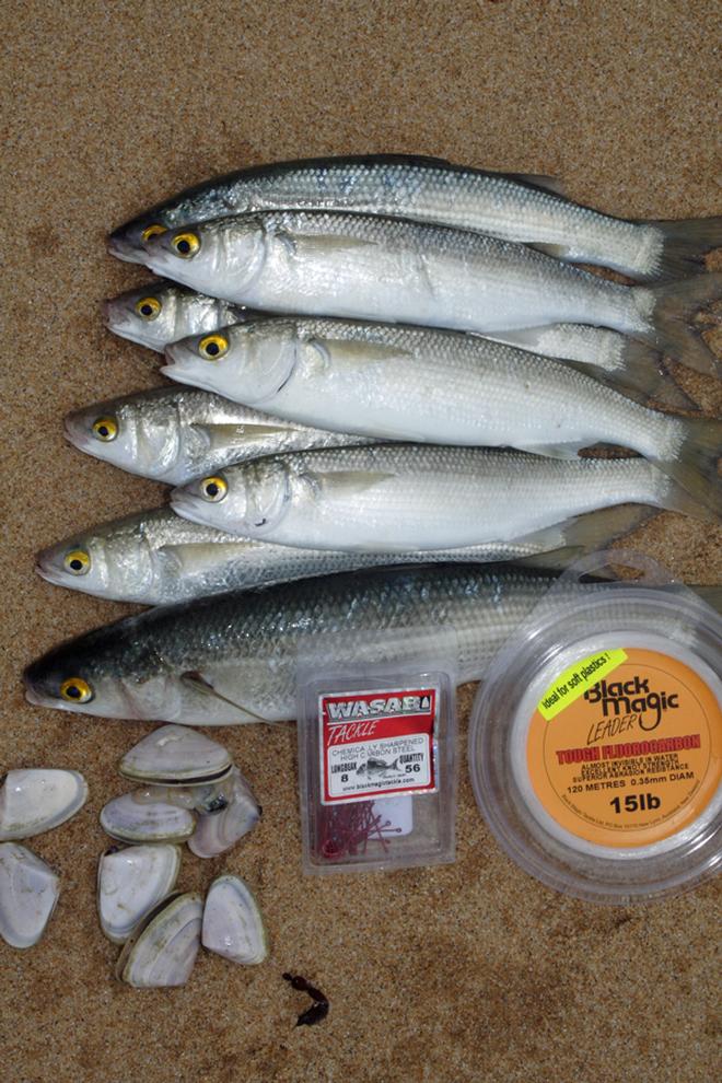 Bluebait, pipi and the right tackle are mandatory when fishing the surf. © Jarrod Day