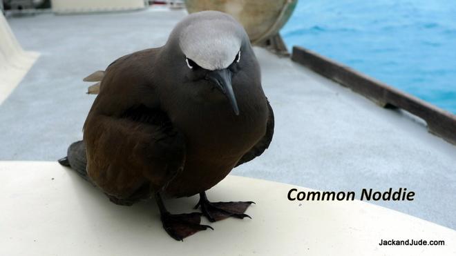 brown Common Noddies - Exploring the Coral Sea  © Jack Binder