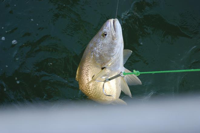 Some form of gaff will usually be needed to lift any larger fish you catch up onto the jetty. In this case a basic grapple gaff has been used © Ben Knaggs