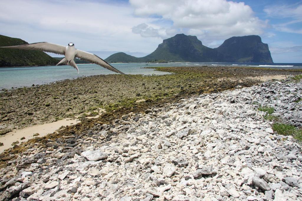 Up to 16 yachts will join the cruise to Lord Howe Island this year - LHI BBQ Cruise photo copyright David Salter taken at  and featuring the  class