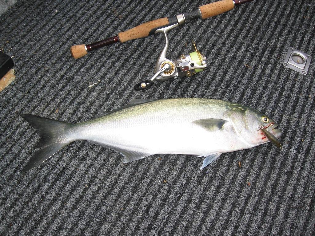 Tailor can be a bit of a by-cacth when chasing salmon with surface lures photo copyright Gary Brown taken at  and featuring the  class
