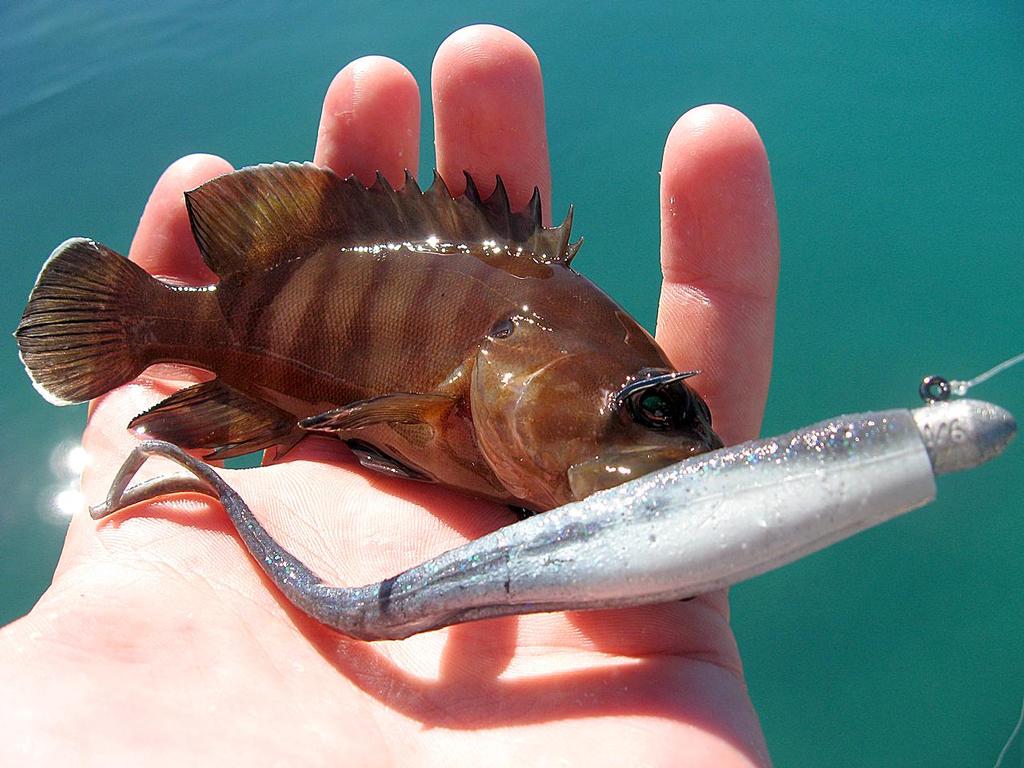 How&rsquo;s that for ``eyes bigger than belly``!  Cod of all types are thick around offshore flats. photo copyright Lee Brake taken at  and featuring the  class