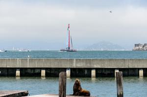 SAN FRANCISCO, USA, July 20th A view of the racing from Pier 39 with Luna Rossa skippered by Massimiliano Sirena (ITA) racing out on the America's Cup race course. They were suppose to race Artemis Racing skippered Iain Percy (GBR), but their boat is still being rebuilt. The Louis Vuitton Cup  sailed in AC 72s (July 7th - August  30th, the Americaâ€™s Cup Challenger Series, is used as the selection series to determine who will race the Defender in the Americaâ€™s Cup Finals.
Â©Paul Todd/OUTSIDEI photo copyright Paul Todd/Outside Images http://www.outsideimages.com taken at  and featuring the  class