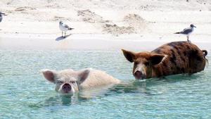 Pigs and seagulls photo copyright  SW taken at  and featuring the  class