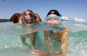 Pigs and snorkeller copy photo copyright  SW taken at  and featuring the  class